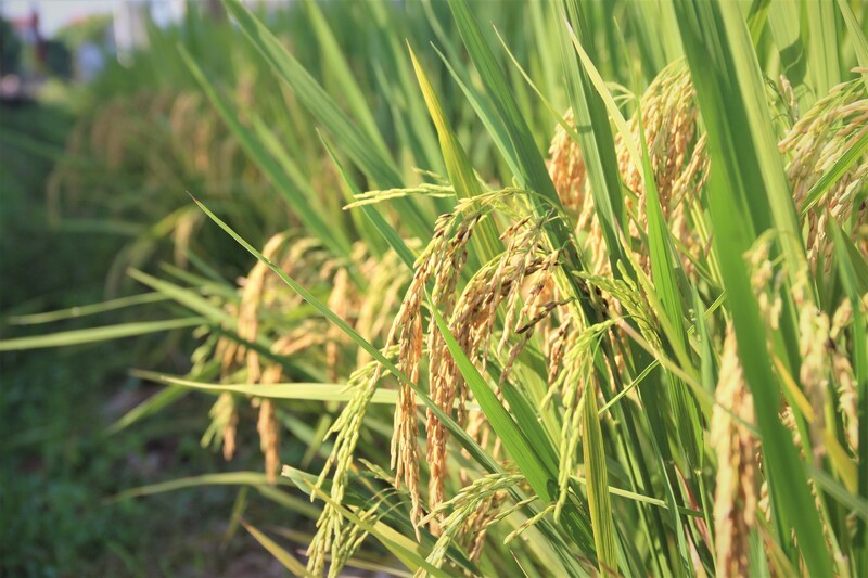 Phản hồi từ khách hàng và đánh giá thực tế về CÔNG TY CP LƯƠNG THỰC MEKONG